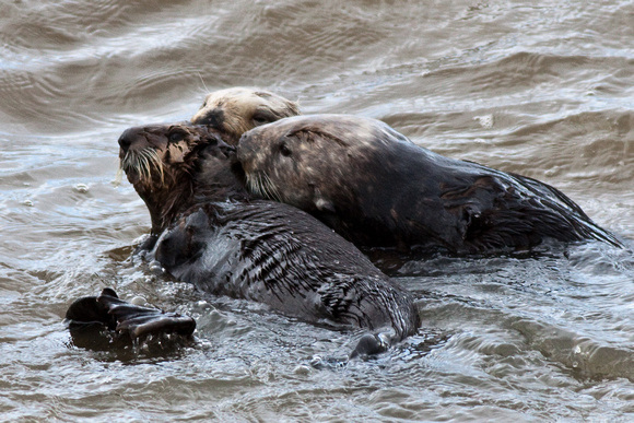 Californian sea otter