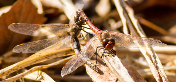 Variegated Meadowhawks (male and female in copula)