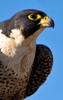 Safe Peregrine Falcon at Santa Cruz Main Beach