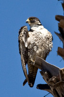 Peregrine falcon at Main Beach, Santa Cruz