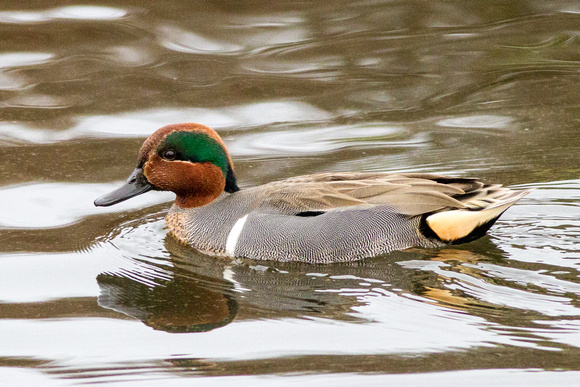 Common Teal, Green-winged Teal