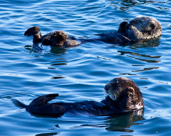 Californian sea otters