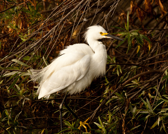 Snony Egret