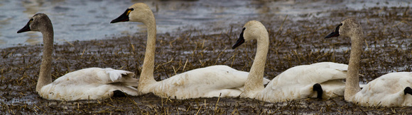 Tundra Swans