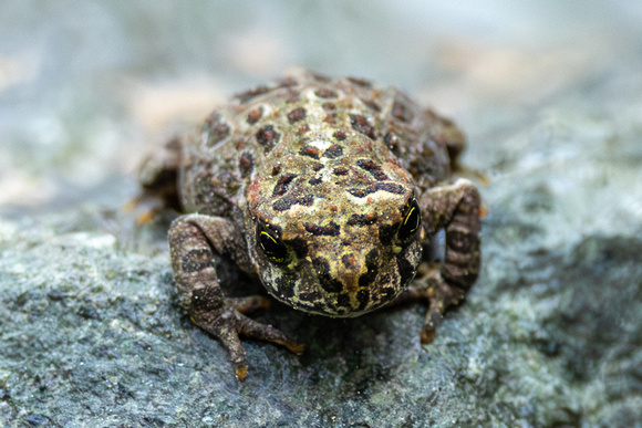 California toad