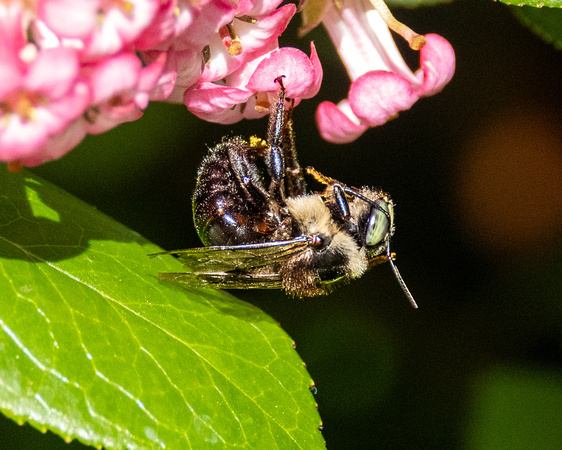 horsefly-like carpenter bee