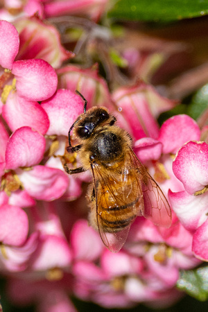 Western honeybee