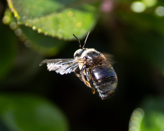 horsefly-like carpenter bee