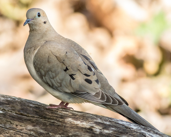 American Mourning Dove, Carolina Dove, Moaning dove, Mourning Dove, Turtle Dove, Wild dove, Wood dove