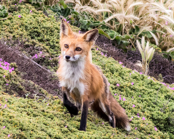 California Gray Fox