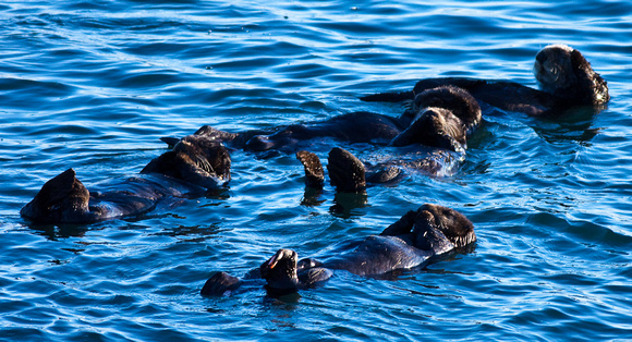 Californian sea otter raft