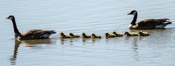Canada Geese and goslings