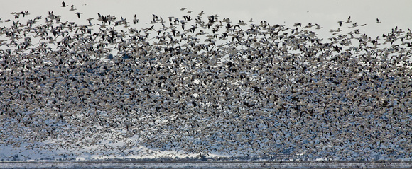 Snow Geese and Ross's Geese