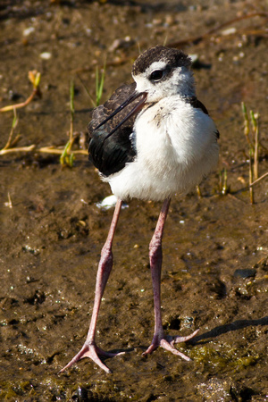 Black-necked Stilt (juvenile)