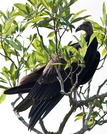 Turkey Vulture (juvenile)