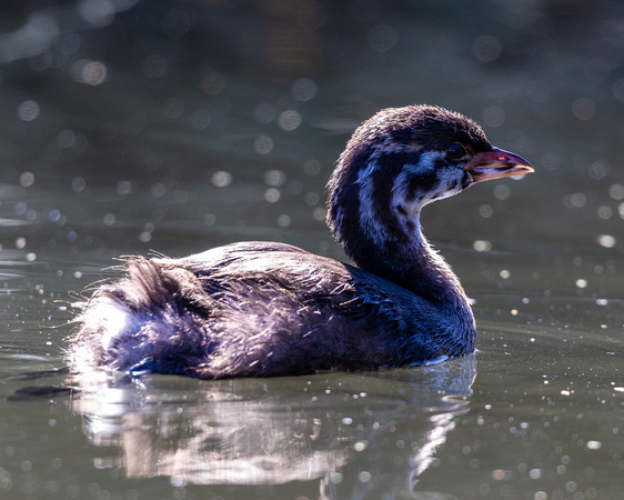 Pied-billed grebe
