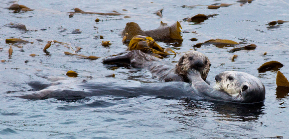 Calfornia sea otter and pup