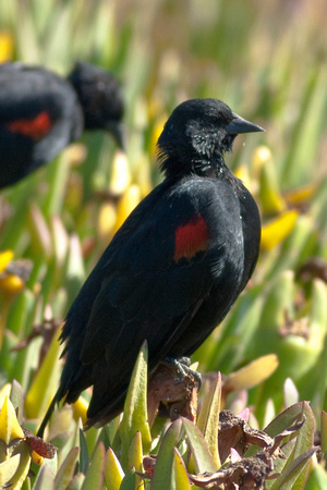 Red-wingled Blackbird