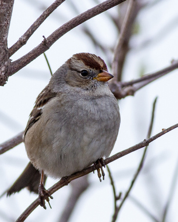 White-crowned Sparrow