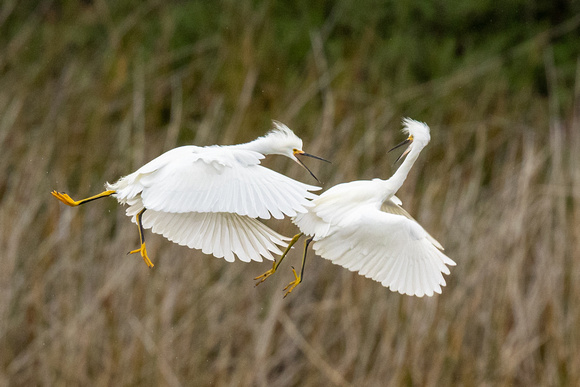 Snowy Egret