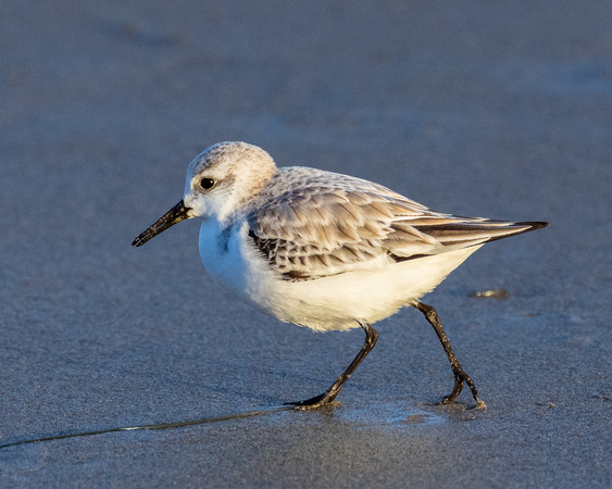 Sanderling