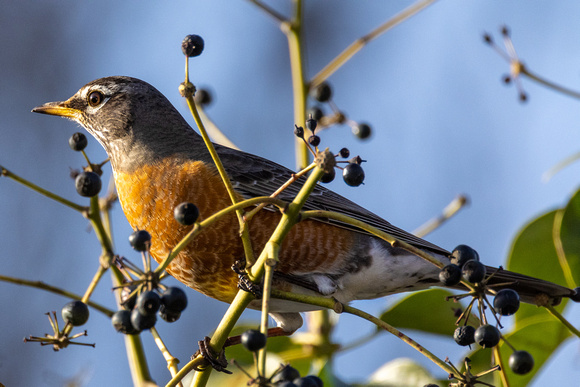 American Robin
