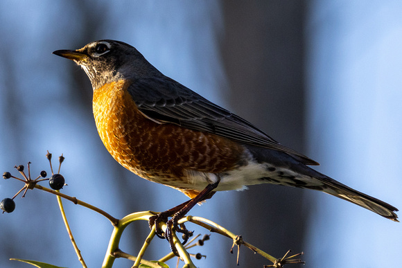 American Robin