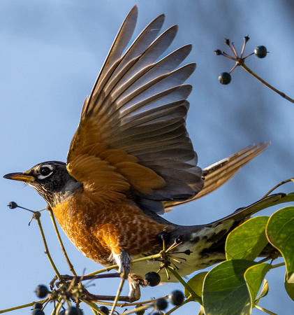 American Robin