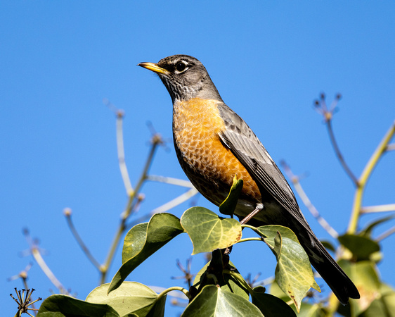 American Robin