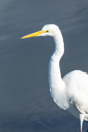 Great Egret