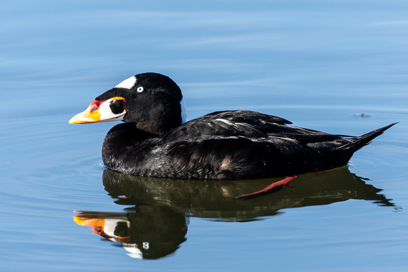 Surf Scoter