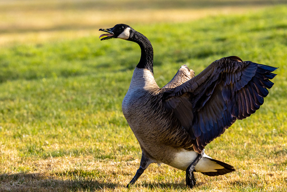 Canada Goose