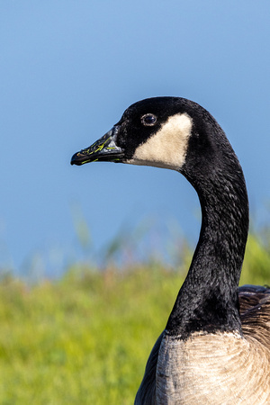 Canada Goose