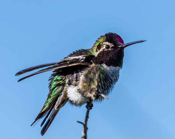 Anna's Hummingbird