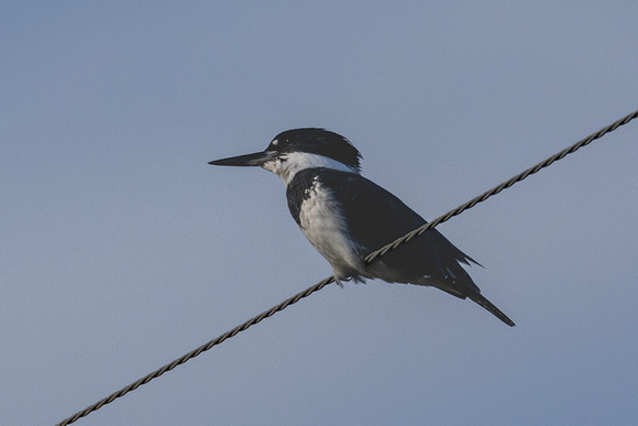 Belted Kingfisher