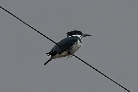 Belted Kingfisher
