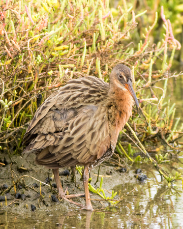 Light-footed clapper rail