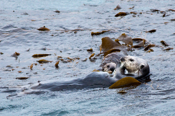 Calfornia sea otter and pup