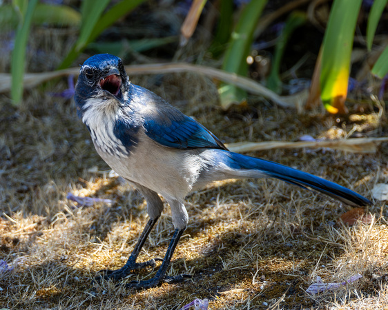 California Scrub Jay