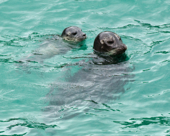 Harbor Seal and pup
