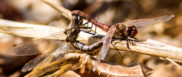 Variegated Meadowhawks (male and female in copula)