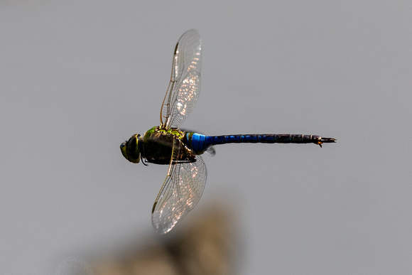 Common Green Darner