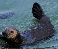 Otters from Santa Cruz Municipal Wharf