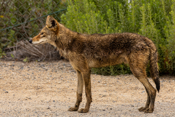 Coyote