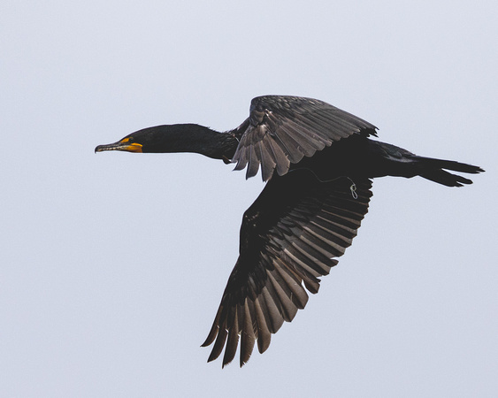 Double-crested Cormorant