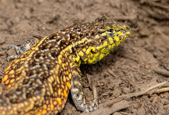 Common Side-blotched Lizard