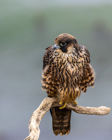 Peregrine Falcon