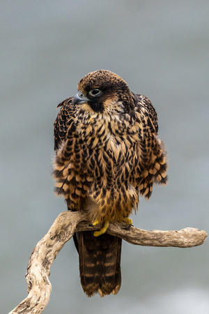 Peregrine Falcon