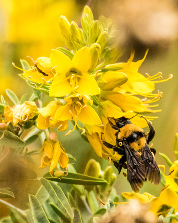 Sonoran Bumblebee