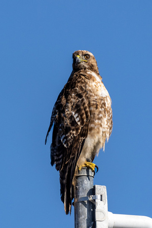 Red-tailed hawk